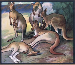 Kängurus