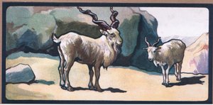 Markhor (Ziege)