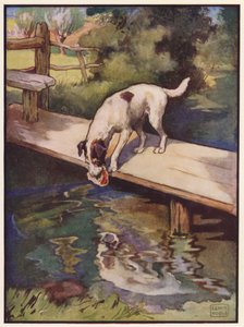 Der Hund und der Schatten