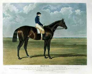 Mango, der Gewinner des Great St. Leger Stakes in Doncaster