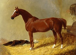 Ein braunes Rennpferd in einer Box, 1843