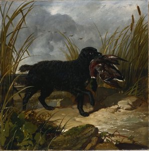 Ein irischer Wasserspaniel apportiert eine Stockente, 1849