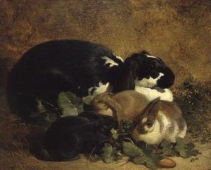 Kaninchen