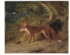 Der Rotfuchs