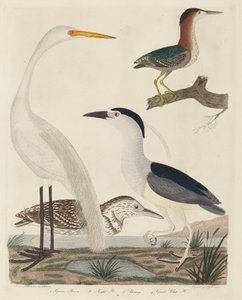 Grüner Reiher, Nachtreiher, junger Reiher und großer Weißreiher, veröffentlicht 1808-1814 von John G. Warnicke