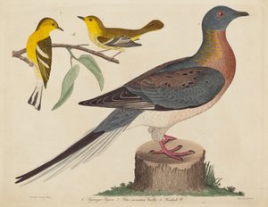 Wandertaube, Blaugebirgs-Waldsänger und Hemlock-Waldsänger von John G. Warnicke