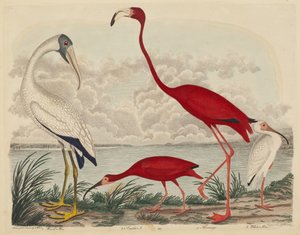 Holzibis, Scharlachibis, Flamingo und Weißer Ibis, veröffentlicht 1808-1814 von John G. Warnicke