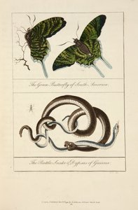 Der grüne Schmetterling Südamerikas und die Klapperschlange und Dypsas von Guiana von John Gabriel Stedman