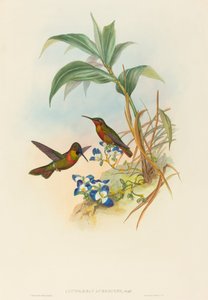 Clytolaema aurescens Banded Ruby oder Goulds Rubin
