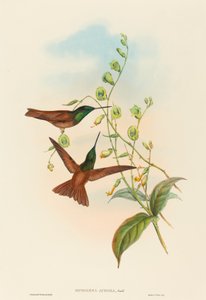 Diphogena aurora Goulds Regenbogen. Schöpfer: John Gould, Henry Constantine Richter
