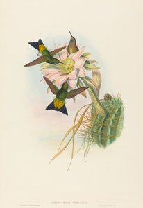 Eriocnemis vestitus Glühender Puff-Leg von John Gould and Henry Constantine Richter John Gould and Henry Constantine Richter