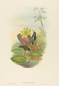 Hylocharis lactea Saphirbrust-Smaragd