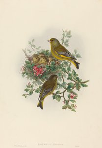 Ligurinus chloris Grünfink. Schöpfer: John Gould, Henry Constantine Richter
