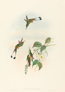 Spathura rufocaligata Rotstiefel-Rackenschwanz von John Gould and Henry Constantine Richter John Gould and Henry Constantine Richter