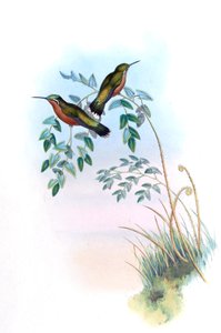 Adelomyia castaneiventris = Lampornis castaneoventris von John Gould
