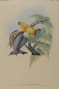 Aphantochroa Cirrhochloris: Sombre Kolibri