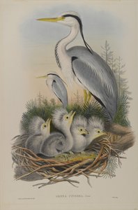 Ardea Cinerea - Reiher von John Gould