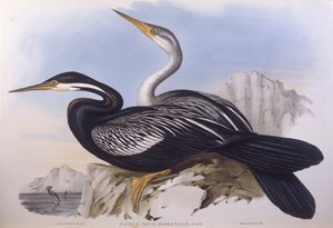 Australischer Schlangenhalsvogel (Anhinga novaehollandiae) von John Gould