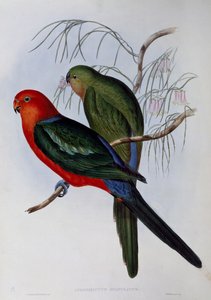 Australischer Königssittich, Gravur von John Gould und Henry Constantine Richter