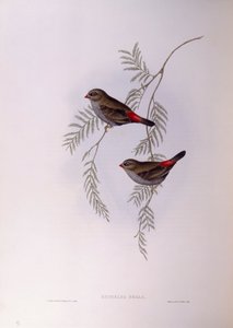 Schöner Feuerflügel (Stagonopleura bella), Gravur von John Gould