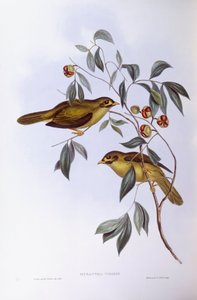Glockenhonigfresser (Manorina melanophrys), Gravur von John Gould von John Gould