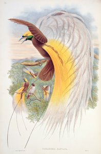 Paradiesvogel, aus 