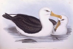 Schwarzbrauenalbatros (Diomedea o Thalassarche melanophrys), Gravur von John Gould