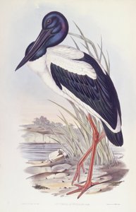 Schwarzhalstorch, Gravur von John Gould von John Gould