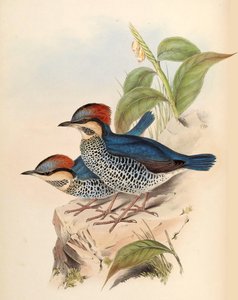 Blaue Pitta Pitta cyanea Blyth
