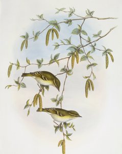 Blyths Laubsänger (Phylloscopus reguloides), Gravur von John Gould von John Gould