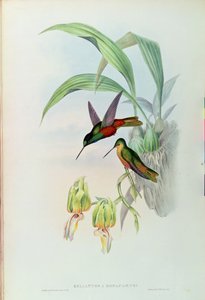 Bonapartes Sternfrontkolibri