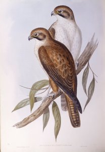 Braunfalke (Falco berigora occidentalis), Gravur von John Gould