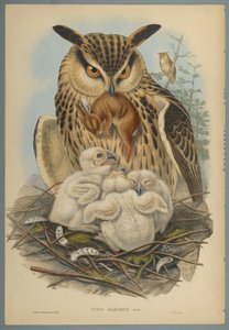 Bubo Maximus: Eule von John Gould