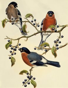 Gimpel (Pyrrhula pyrrhula), Gravur von John Gould (1804-1881), Vereinigtes Königreich von John Gould