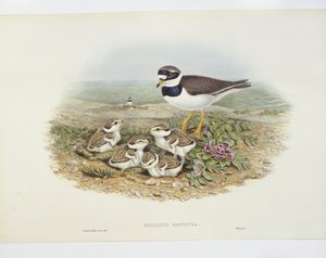 Sandregenpfeifer (Charadrius hiaticula), Illustration