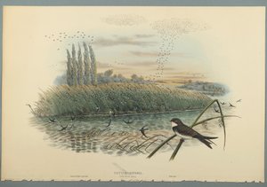 Uferschwalbe von John Gould