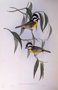 Haubenwürger (Falcunculus frontatus), Gravur