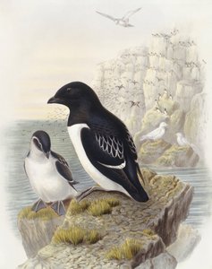 Krabbentaucher (Alle alle), Gravur von John Gould