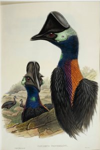 Zwergkasuar (Casuarius bennetti), Gravur
