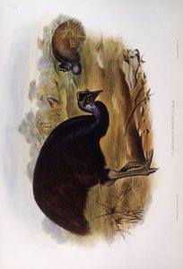 Zwergkasuar (Casuarius bennetti), Gravur