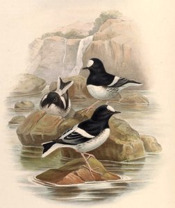 Enicurus scouleri von John Gould