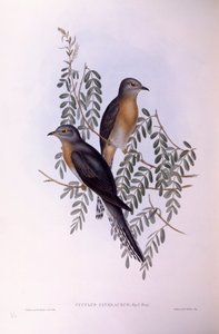 Fächerschwanzkuckuck (Cacomantis flabelliformis), Gravur von John Gould von John Gould