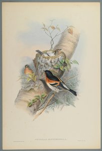 Bergfink von John Gould