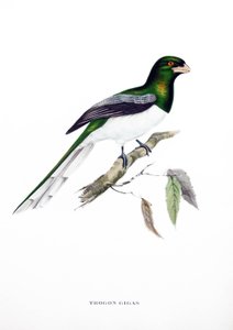 Riesentrogon, Vogel aus Indien, Gravur aus dem Buch von John Gould (1804-1881) "Tropische Vögel"