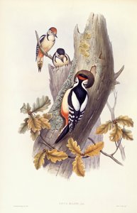 Buntspecht (Dendrocopos major), Gravur von John Gould