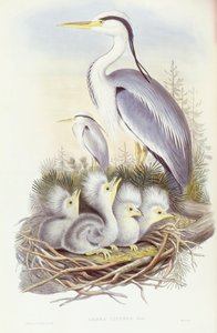 Graureiher (Ardea cinerea), Gravur von John Gould von John Gould