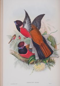 Harpactus Diardi, Tafel aus Die Vögel von Großbritannien von John Gould, veröffentlicht 1862-73