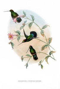 Kolibri - Veruguan Lance-Bill, Vögel aus Costa Rica, Gravur aus dem Buch von John Gould (1804-1881) "Tropical Birds" von John Gould