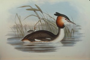 Illustration aus John Goulds "The Birds of Australia" darstellend Haubentaucher von John Gould