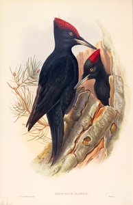 Illustration aus John Goulds "The Birds of Great Britain" darstellend Schwarzspechte von John Gould